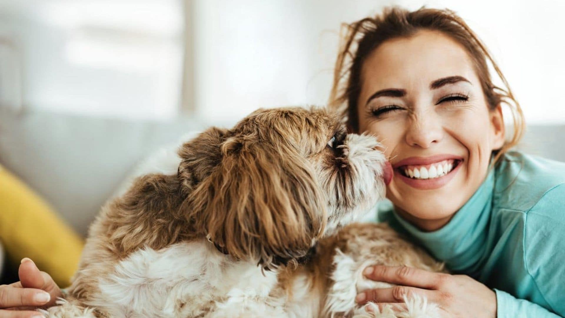 Test your knowledge about dogs before you get one!