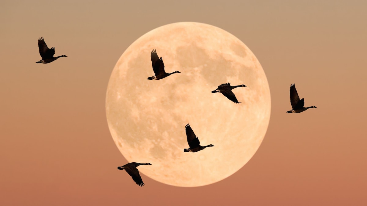 https://www.hola.com/us/horizon/landscape/232060b6cba8-canada-geese-in-flight-dusk.jpg?im=Resize=(1200)