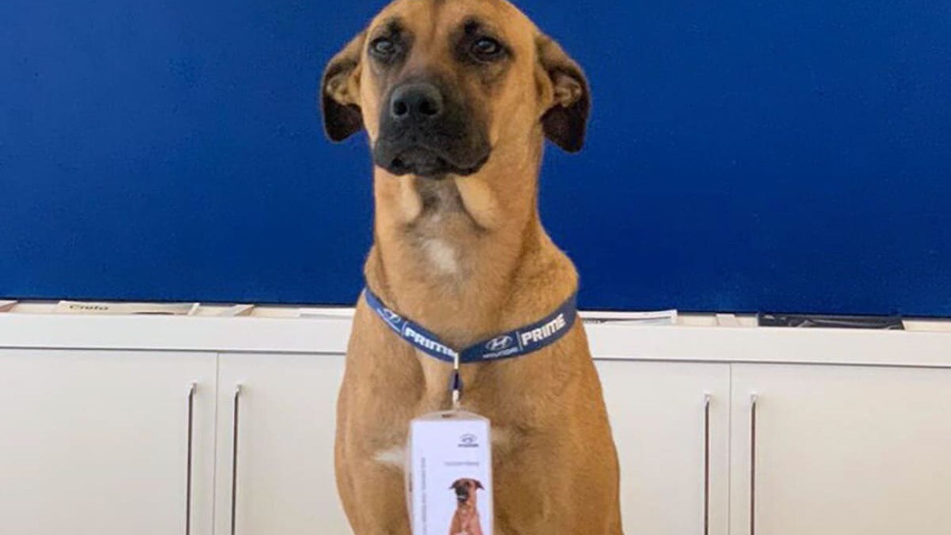 Pet of the week: How this stray dog got hired as Hyundai’s car consultant