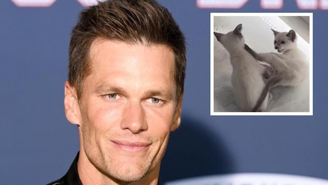 Tom Brady kittens