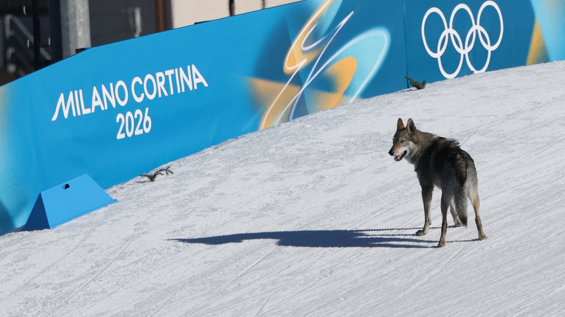 A wolfdog wanders on the ski trail during the women's team cross country free sprint qualification event of the Milano Cortina 2026 Winter Olympic Games 