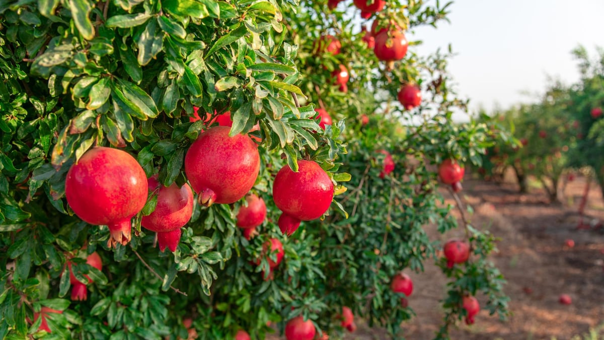 https://www.hola.com/us/horizon/landscape/2cabef2e812b-pomegranate-garden-in-israel-rosh-hashanah.jpg?im=Resize=(1200)
