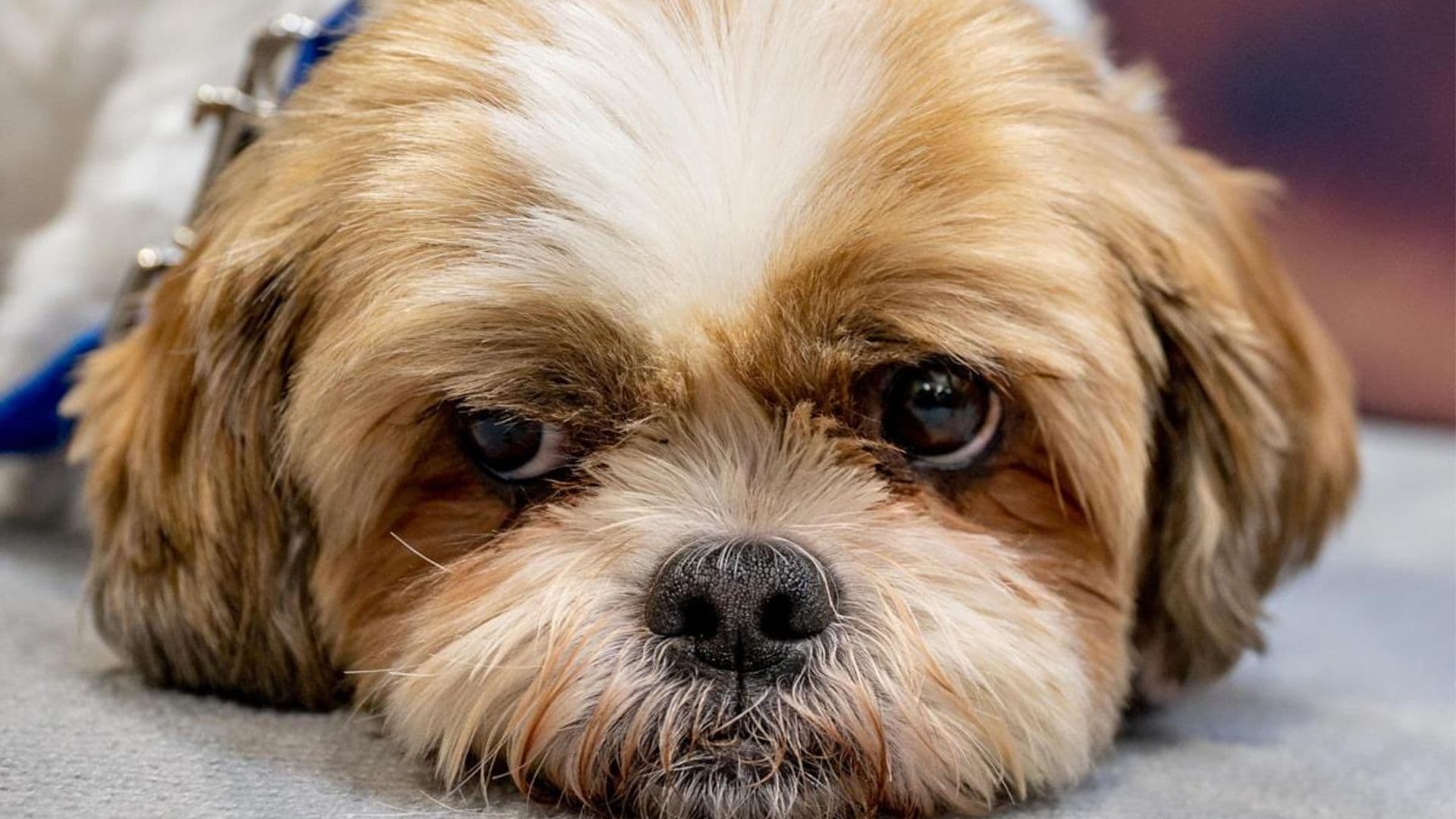 Pet of the week: Meet Bear, the dog who disappeared and was found partying at a bar