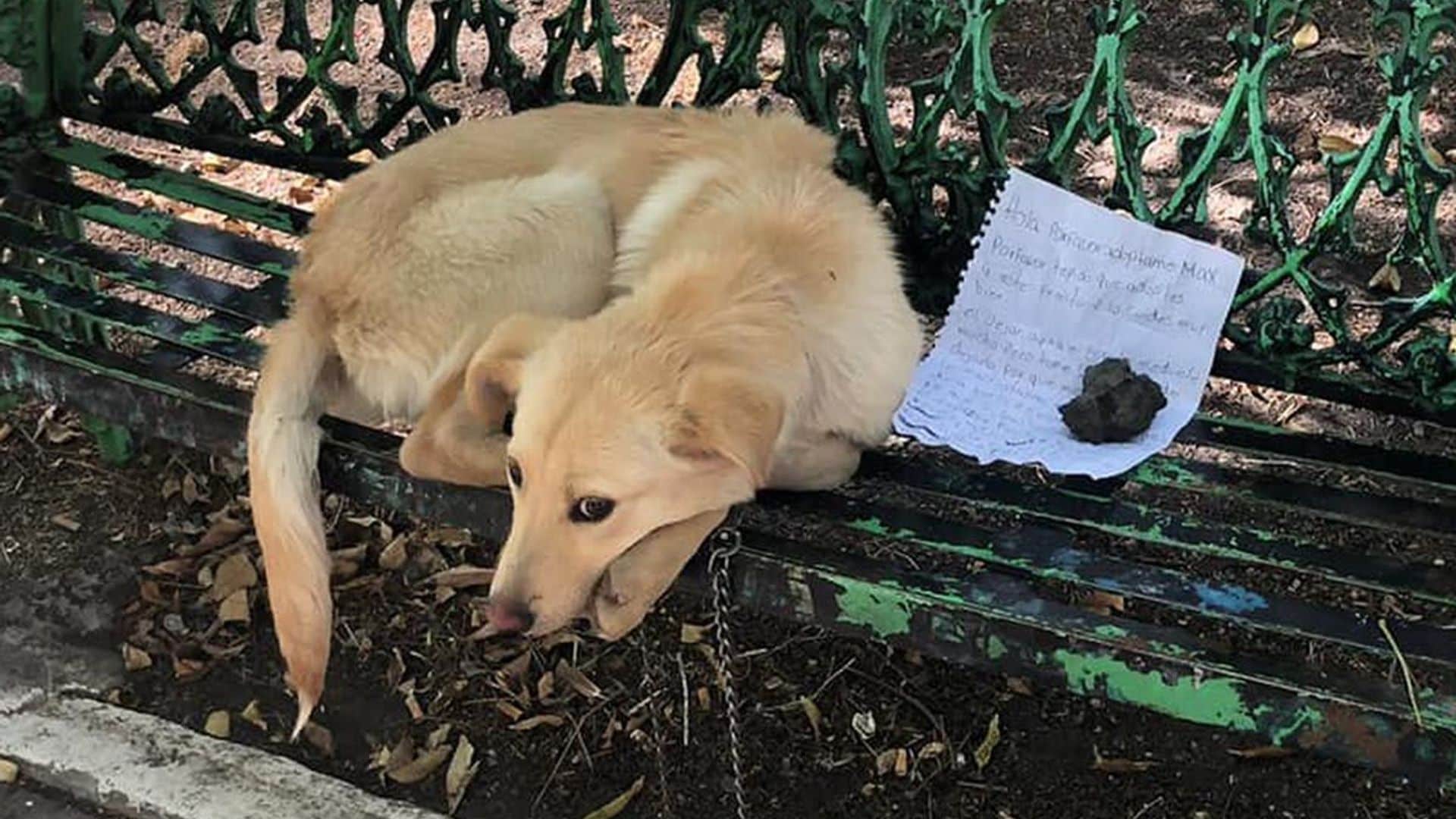 Puppy abandoned on bench in Mexico, what happens next will warm your heart