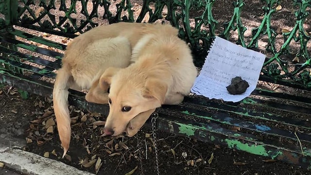 dog abandoned park bench mexico