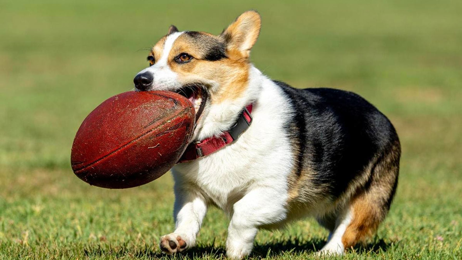 Top 10 most popular dog names: Can you guess the first spot?