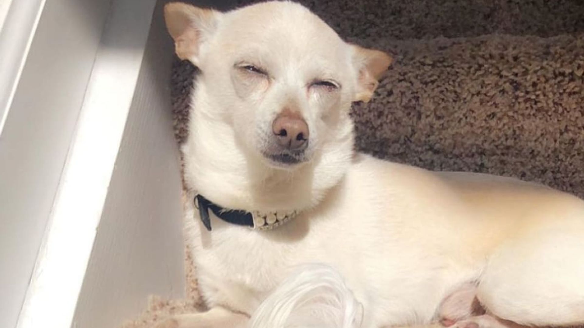 Meet the oldest living dog: This adorable Chihuahua turned 21 years old!