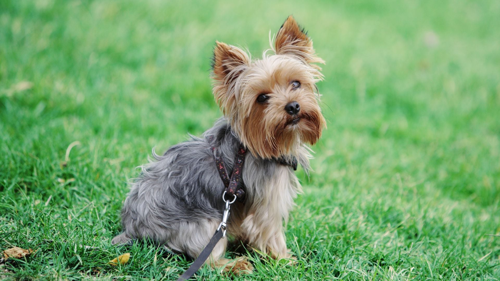 Pet of the week: Tiny dog who went missing 5 years ago was found living at a fraternity house