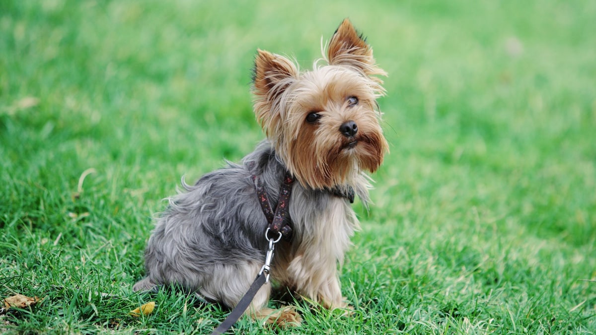 https://www.hola.com/us/horizon/landscape/36b170034cc8-cute-dog-sitting-in-grass.jpg?im=Resize=(1200)