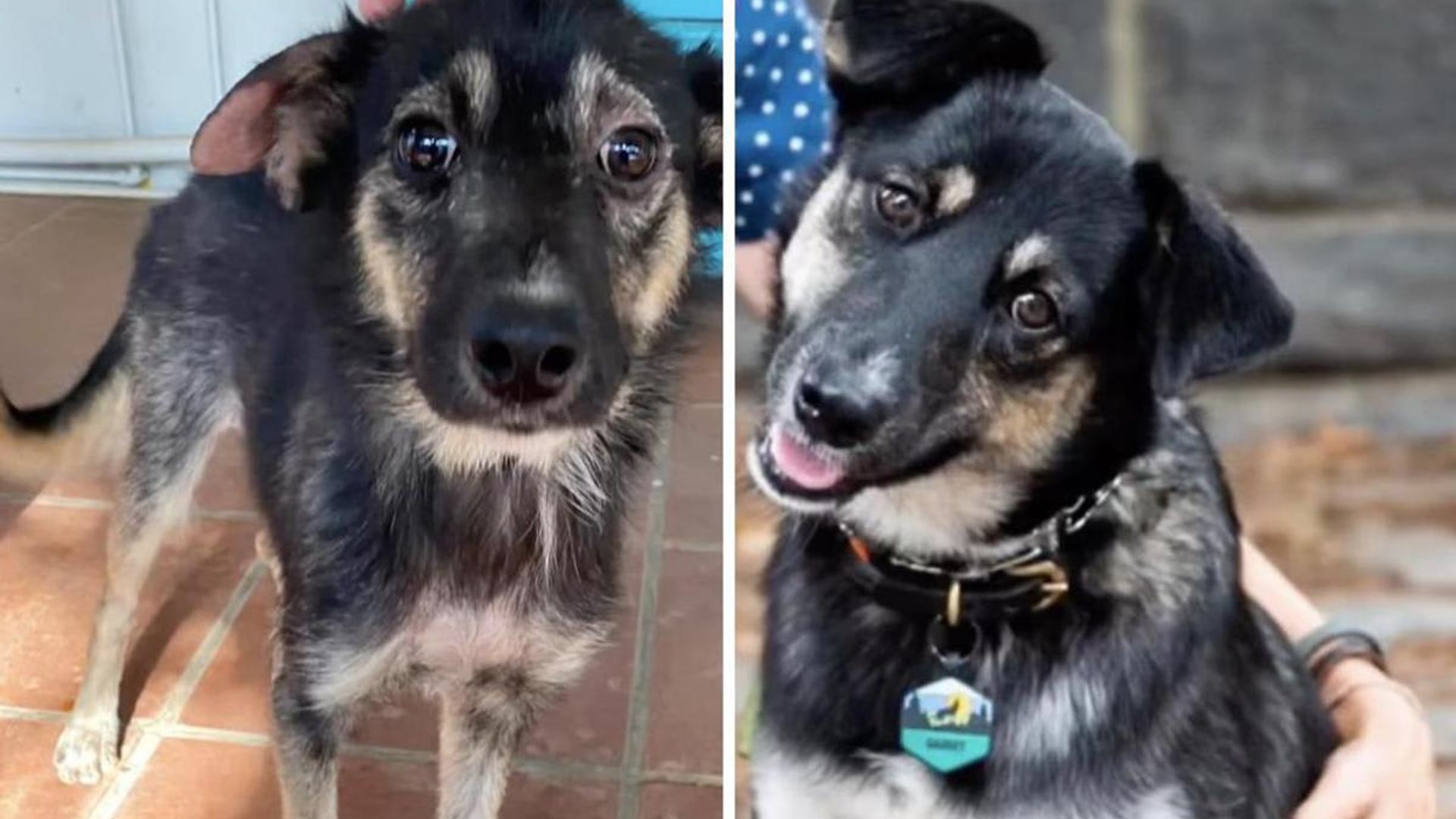 Pet of the week: The inspiring story of Gadget, the rescue dog saved from the streets of Aruba