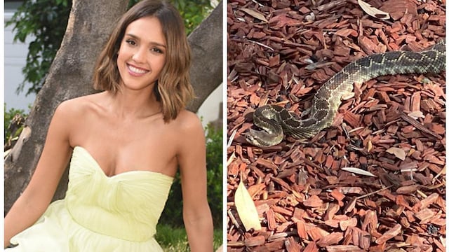 jessica alba rattle snaek