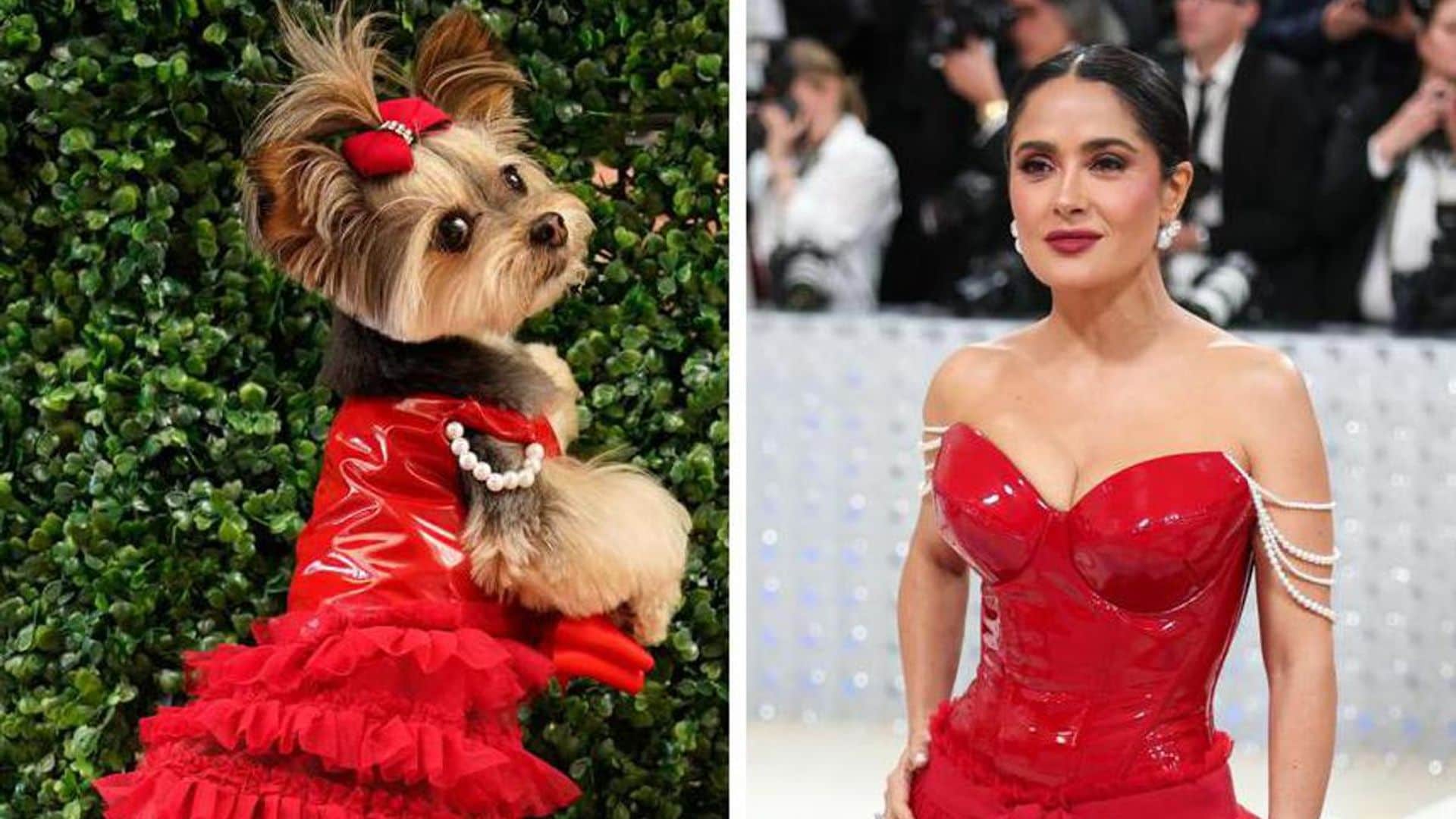 Who wore it best? A rescue pup models a recreation of Salma Hayek’s Met Gala gown