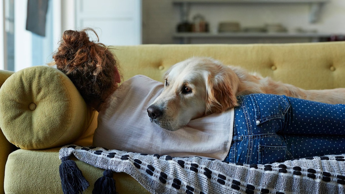 https://www.hola.com/us/horizon/landscape/3ce837a5b6be-girl-sleeping-on-couch-with-her-golden-retriever-dog.jpg?im=Resize=(1200)
