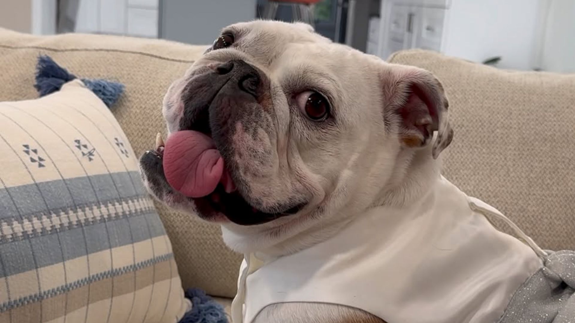 Pancake the adorable viral English Bulldog steals the spotlight at the Pet Lover’s Choice Awards 2026
