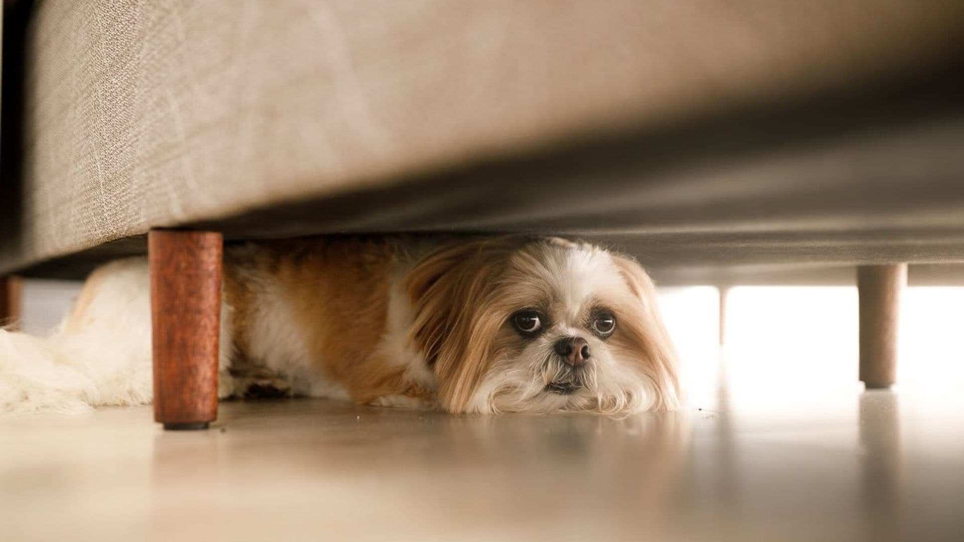 6 Tips to help your dog cope with 4th of July stress