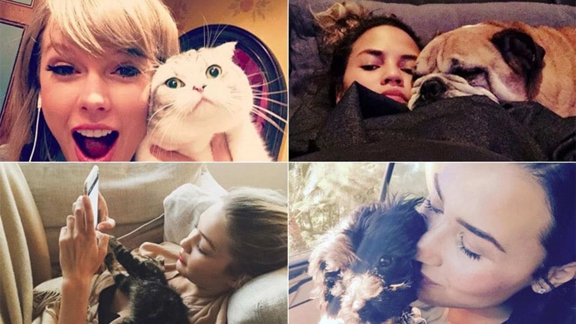 The cutest celebrity pets on social media