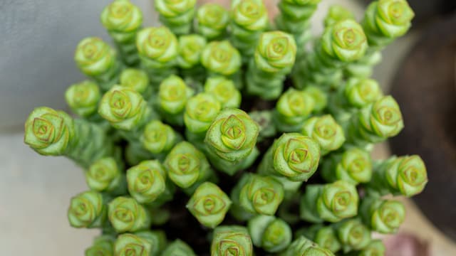 macrophotography of Crassula marnieriana's head