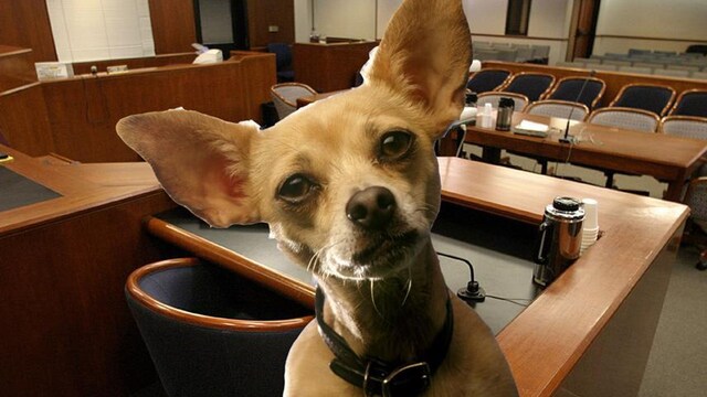 Hawaiian Princess goes to court with Chihuahua to fight for her wealth