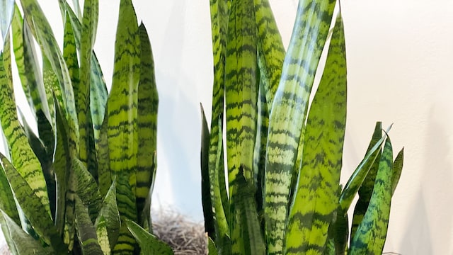 Snake Plant (Mother-in-Law's Tongue): The Ultimate Guide to Care, Placement & Benefits"