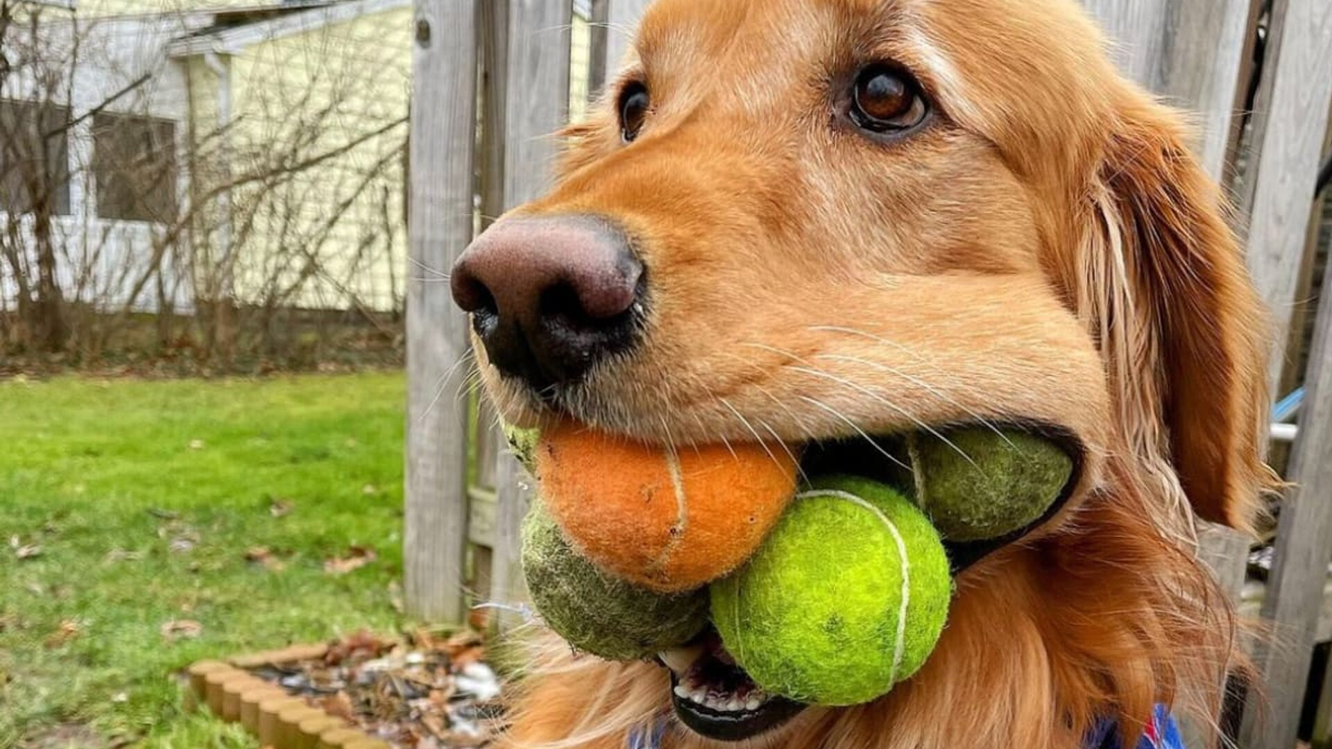 Golden retriever tennis balls in mouth clearance