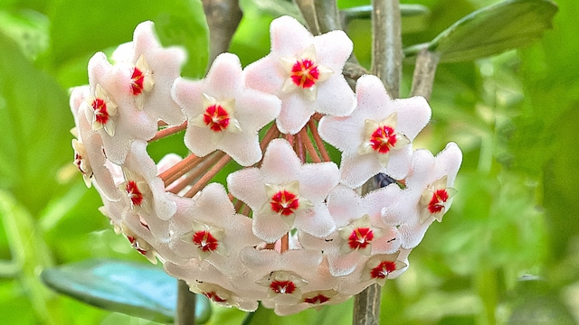 Hoya carnosa, the porcelainflower or wax plant .
