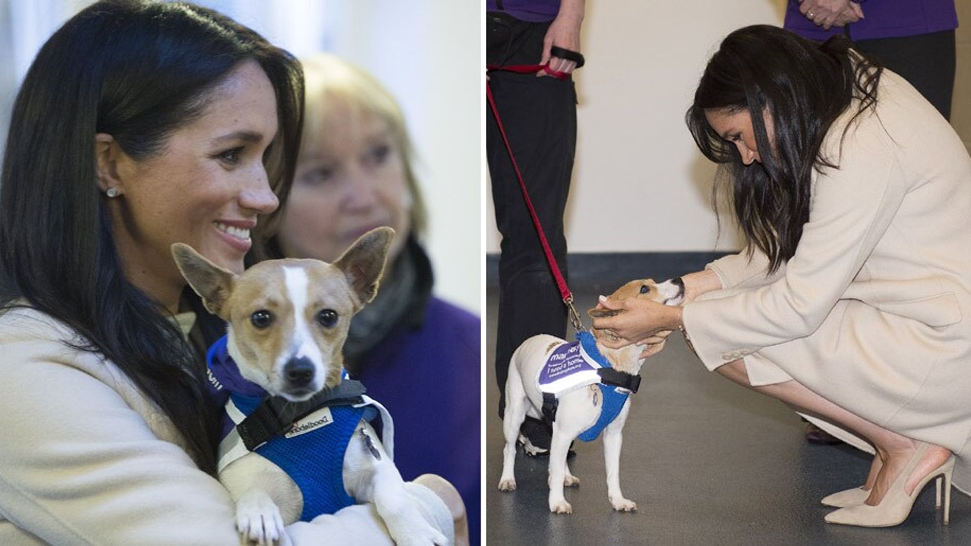 Meghan Markle helps adorable rescue dog to find a new home