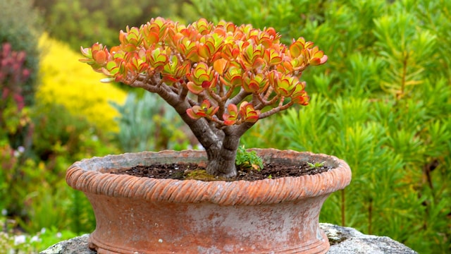Meaning of Having a Jade Plant at Home