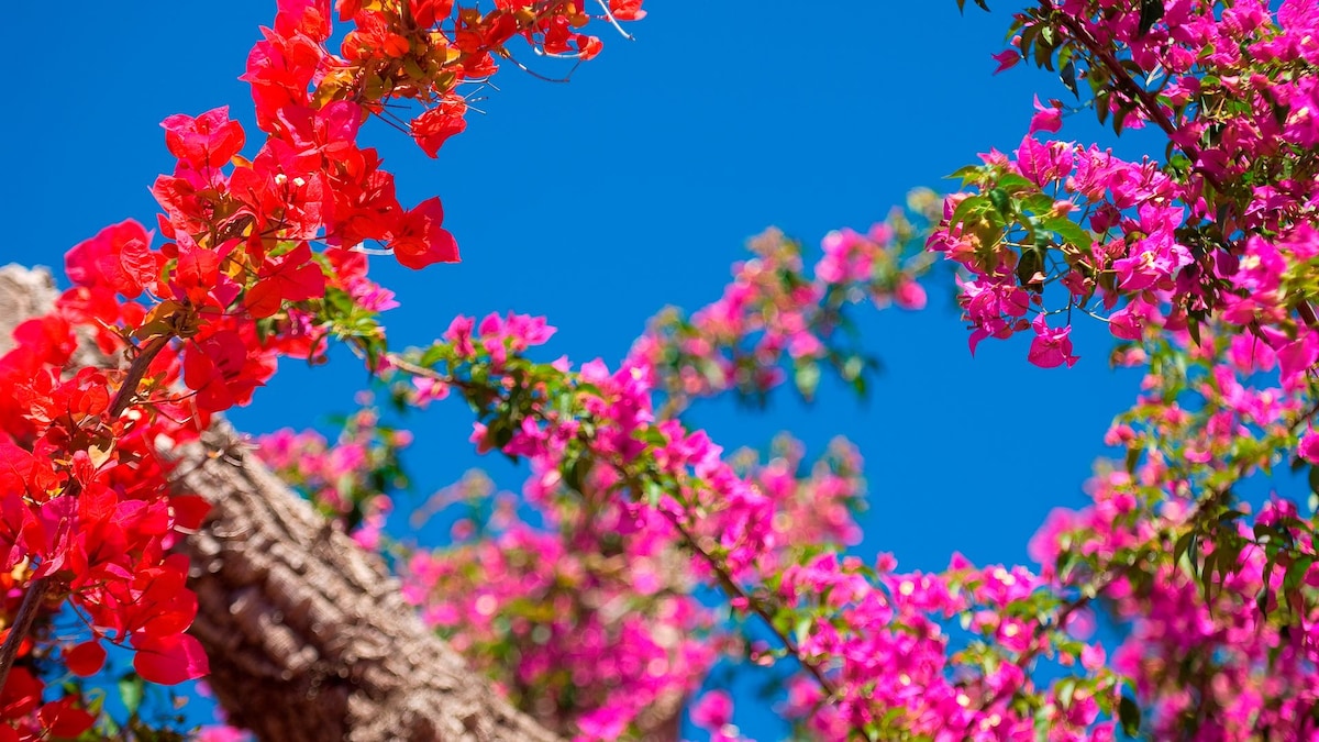 https://www.hola.com/us/horizon/landscape/490fa02465d1-bouganvillea-sardinia-italy.jpg?im=Resize=(1200)