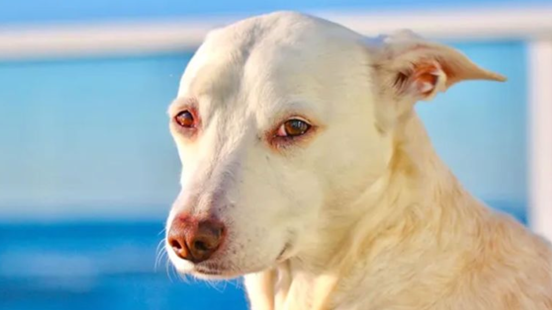 Beloved surfing dog Sugar diagnosed with cancer as owner plans final beach day: ‘I’m not ready for her to go’