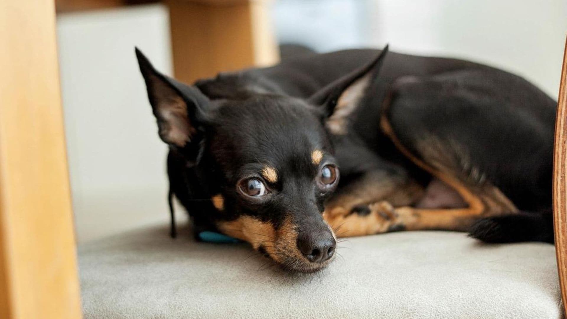 Feeding your dog: How much and how often?