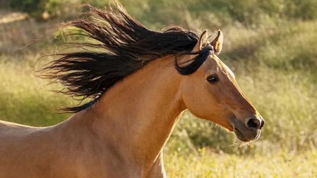 Spirit the horse from the animated movie
