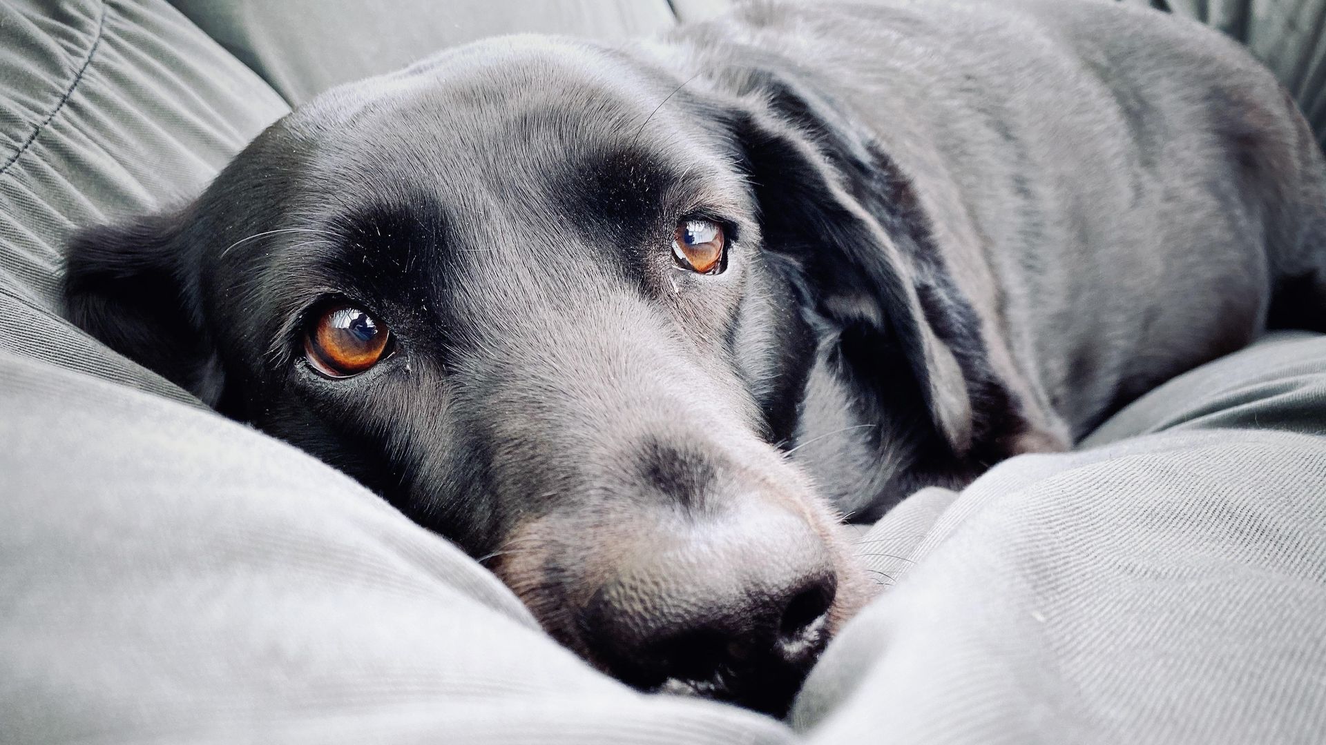 Pet of the week: This dog pulled the fire alarm at grooming salon because he was ready to go home