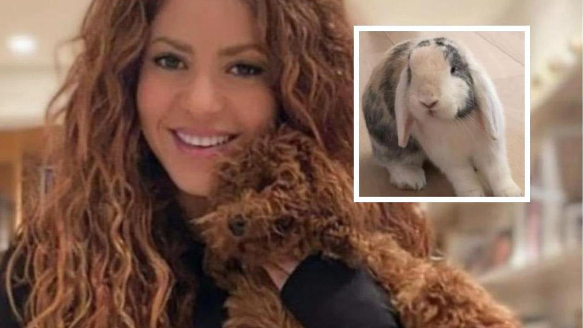 Shakira and Piqué’s divorce: Who has custody of their two pets?