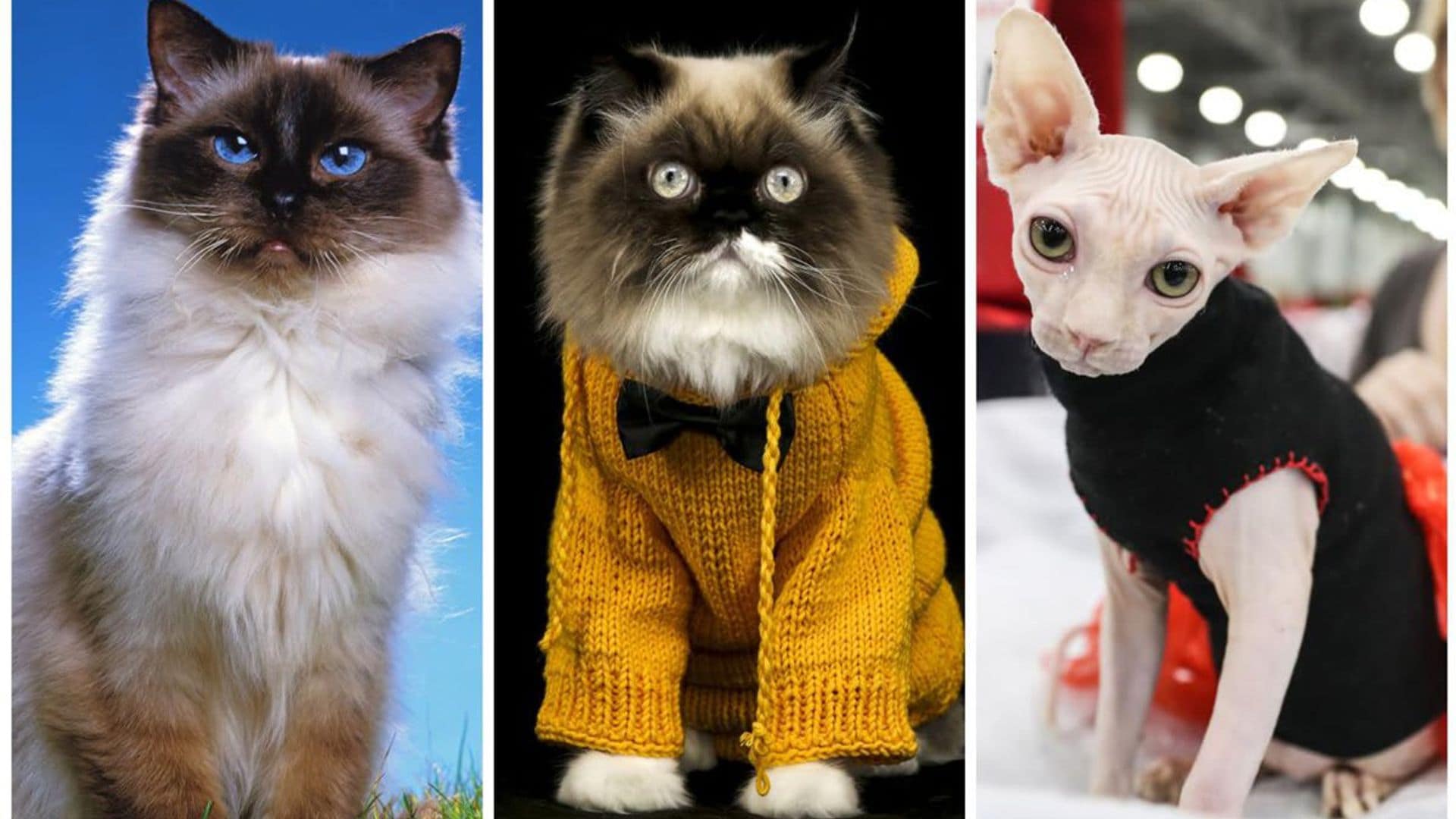 Cat lovers: Top 10 most popular cat breeds and their personalities