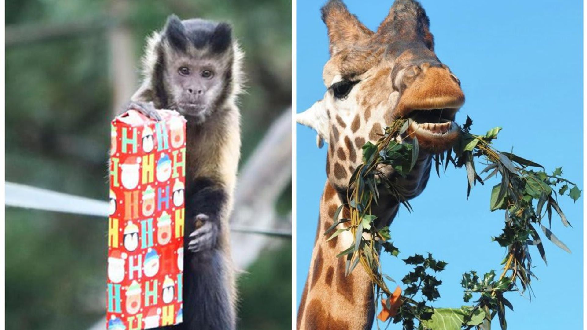 WATCH: Zoo animals get into the Holiday spirit with special gifts