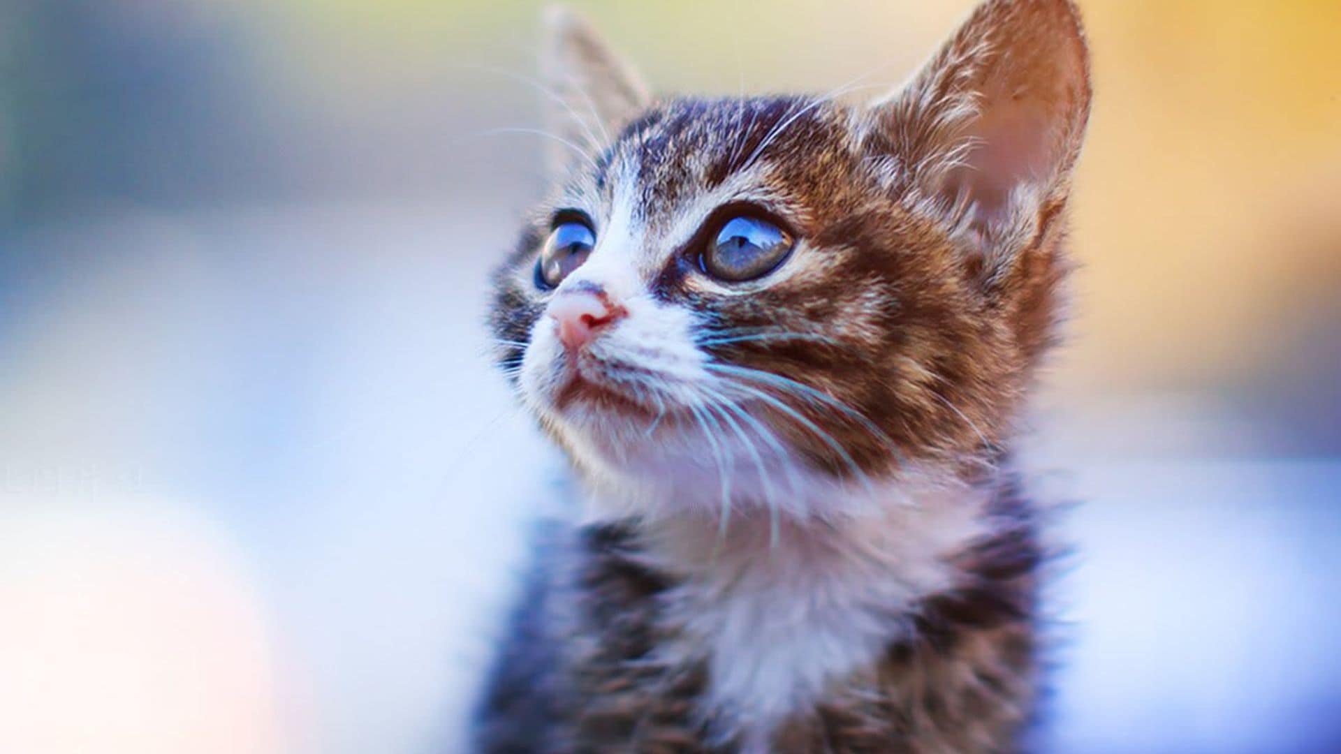 How much does your cat understand? You may be surprised