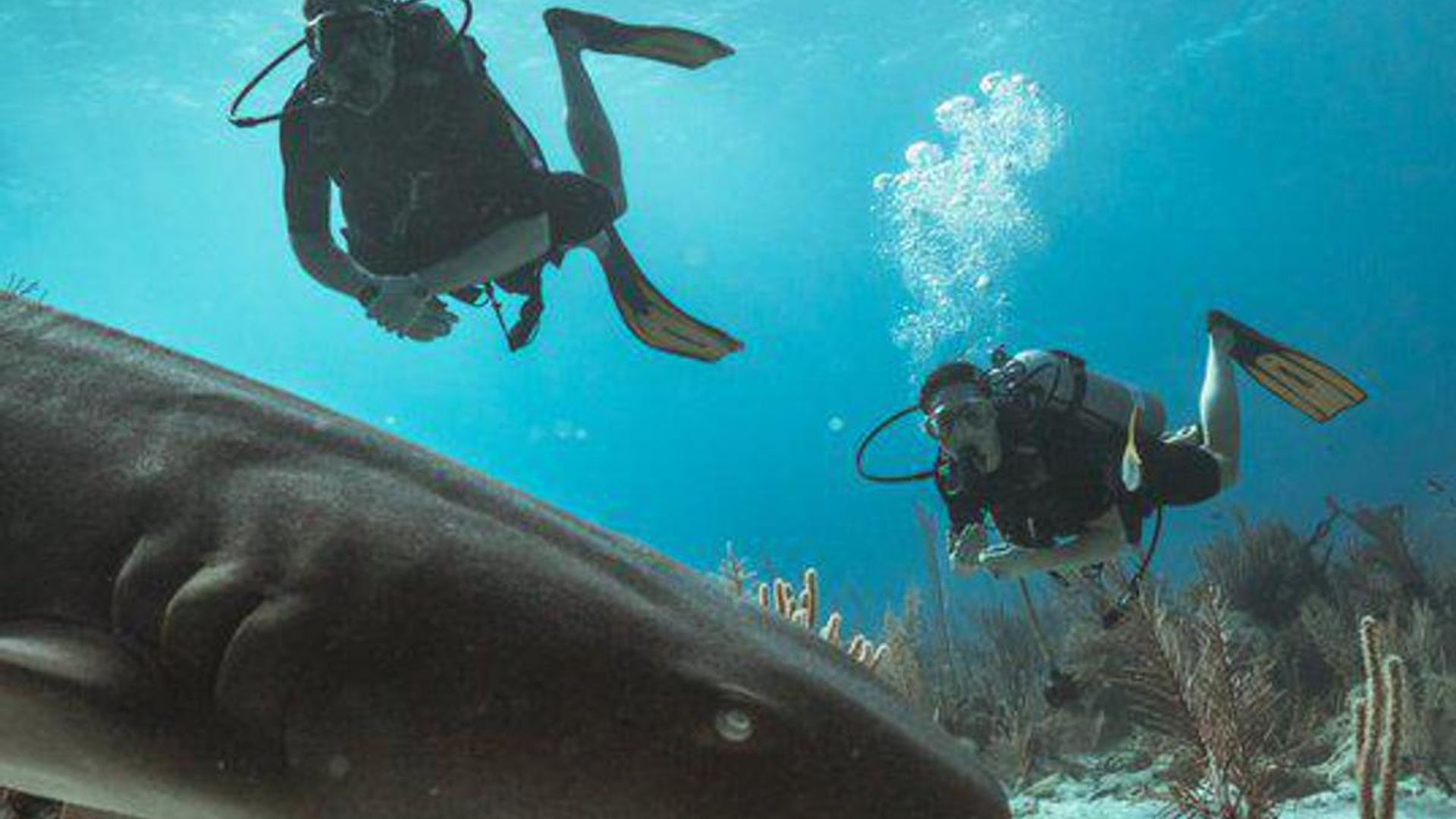 Kate Middleton and Prince William dive with sharks: Watch