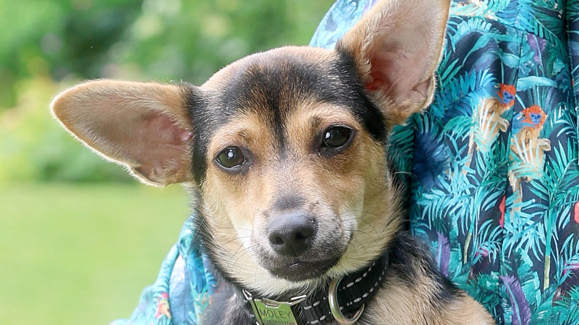 Royal stars in new portrait with her adorable rescue dog at home