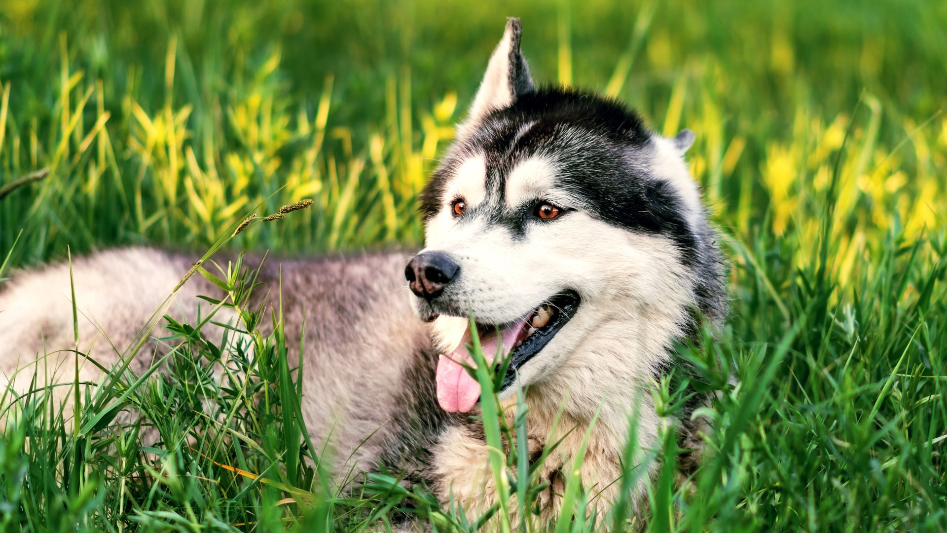 https://www.hola.com/us/horizon/landscape/6180b55211e2-close-up-of-a-beautiful-siberian-husky-dog-resting-in-vibrant-green-grass-during.jpg?im=Resize=(1200)