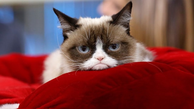 Grump Cat