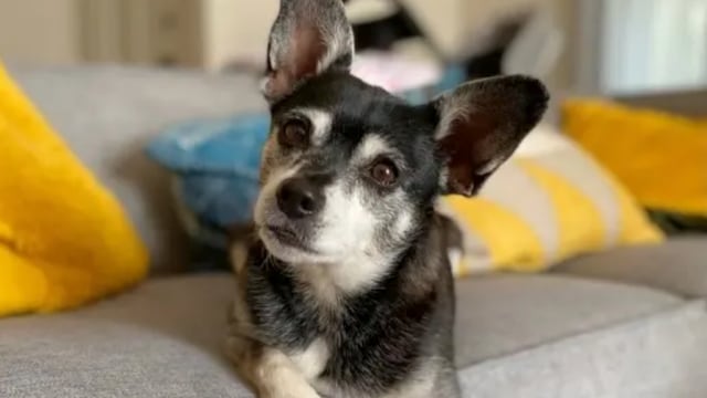 Pet of the week: Dog’s death leaves family heartbroken, but what came next is pure fate