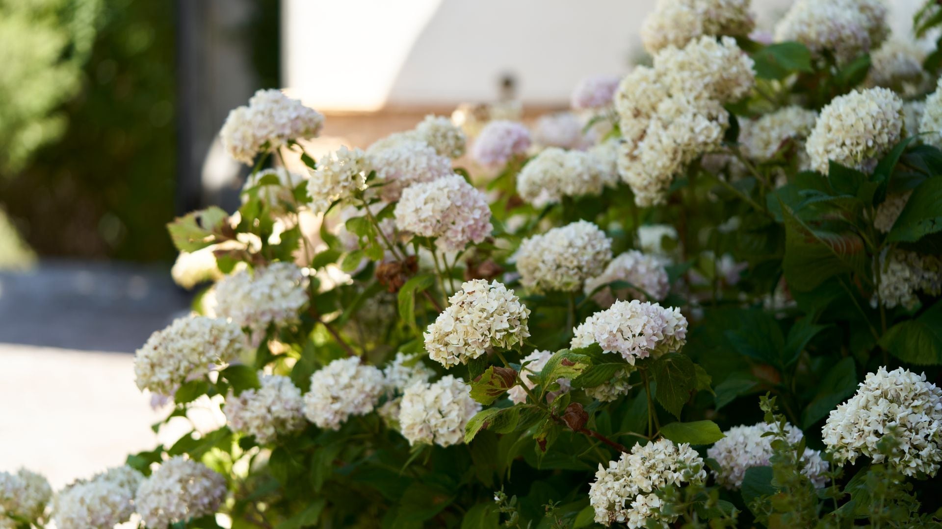 Hydrangea flowers 