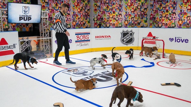 Calling all dog lovers! Here's how to watch the first 'Stanley Pup' rescue pup competition