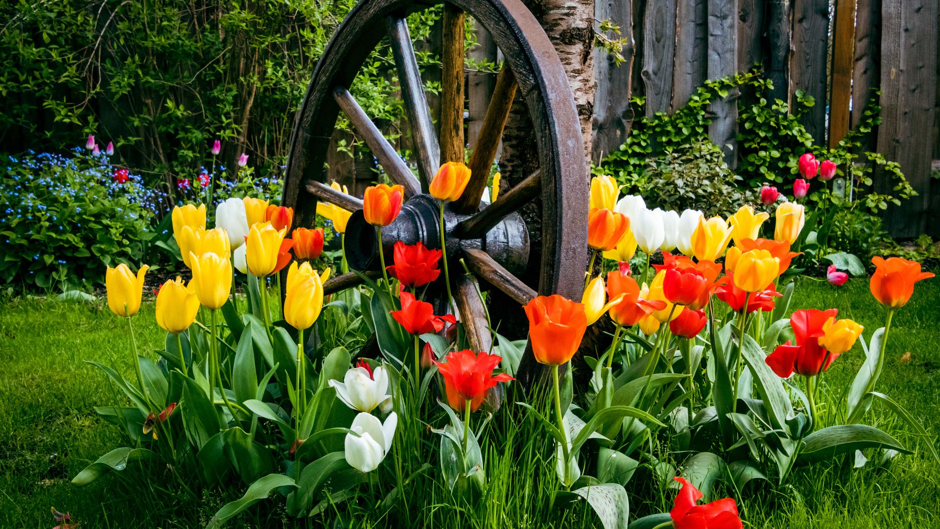 7 plants to fill your garden with color and energy this spring