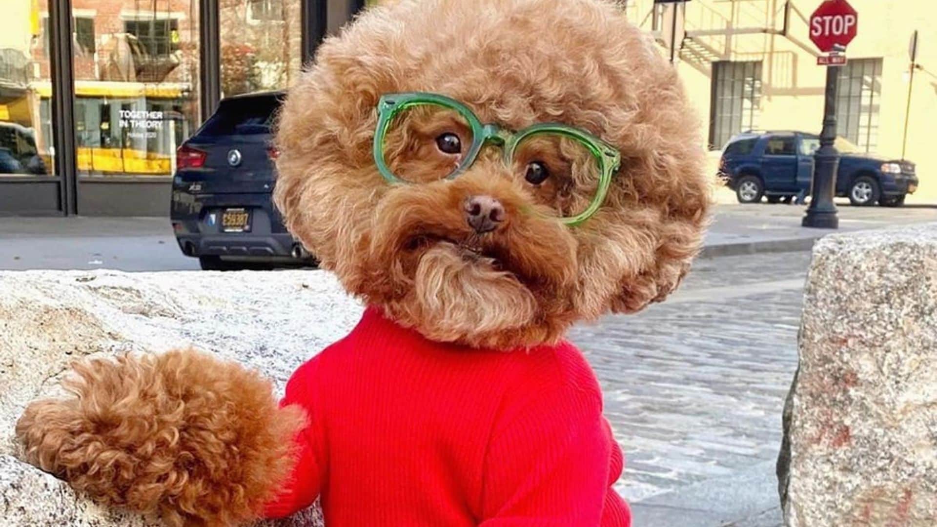Pet of the week Meet the most adorable Bob Ross impersonator