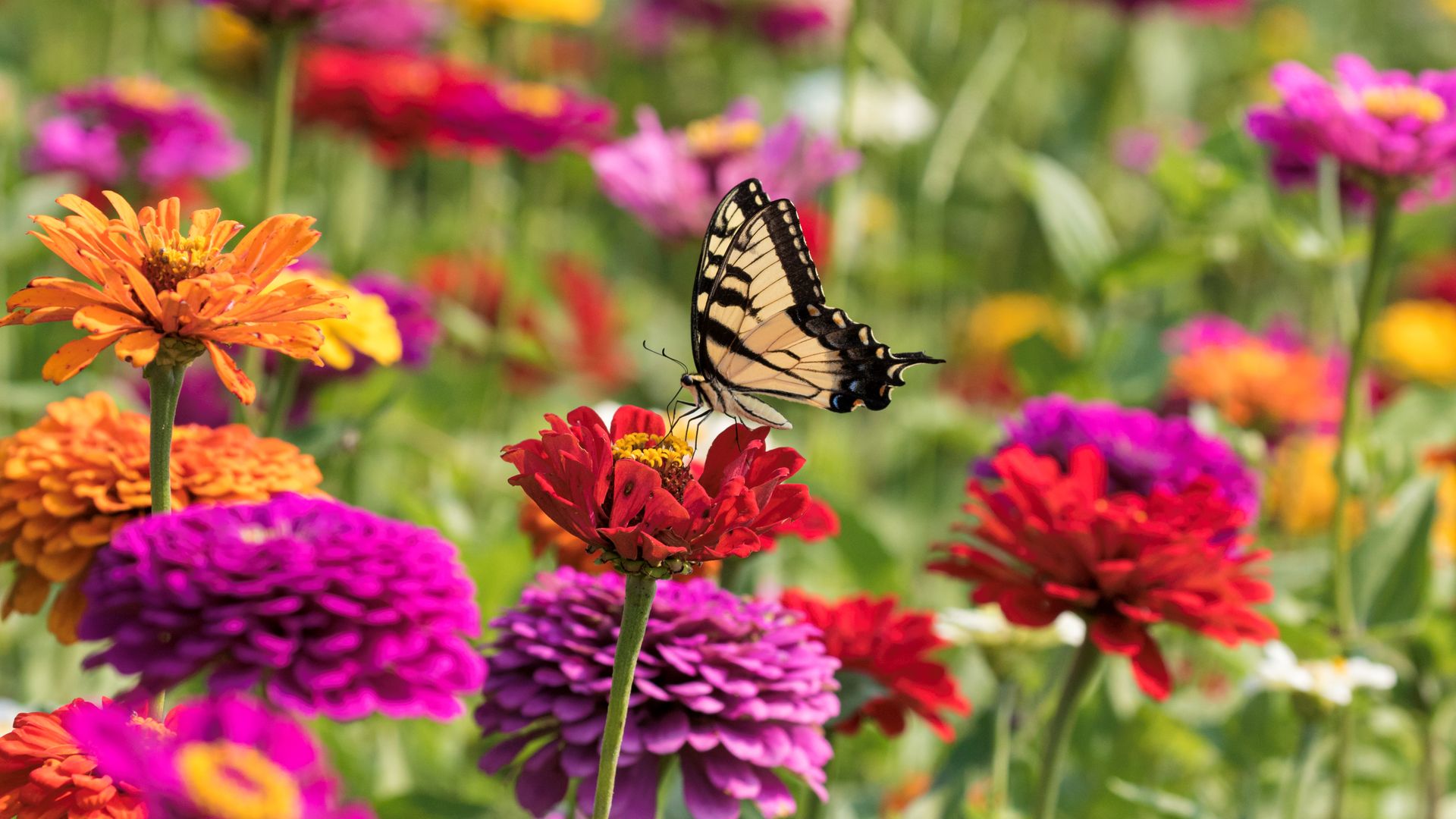 5 fast-growing flowers you can plant right now for a gorgeous garden (Some are edible!)
