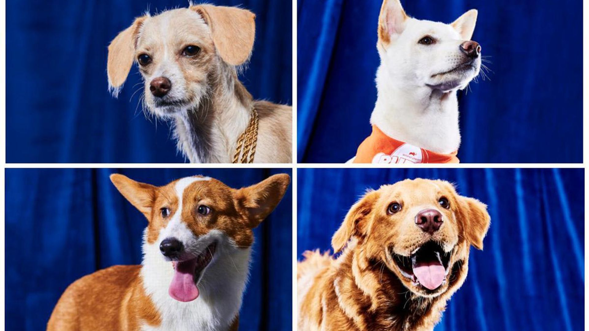 Pet of the week: Meet the adoptable players of the Puppy Bowl 2023
