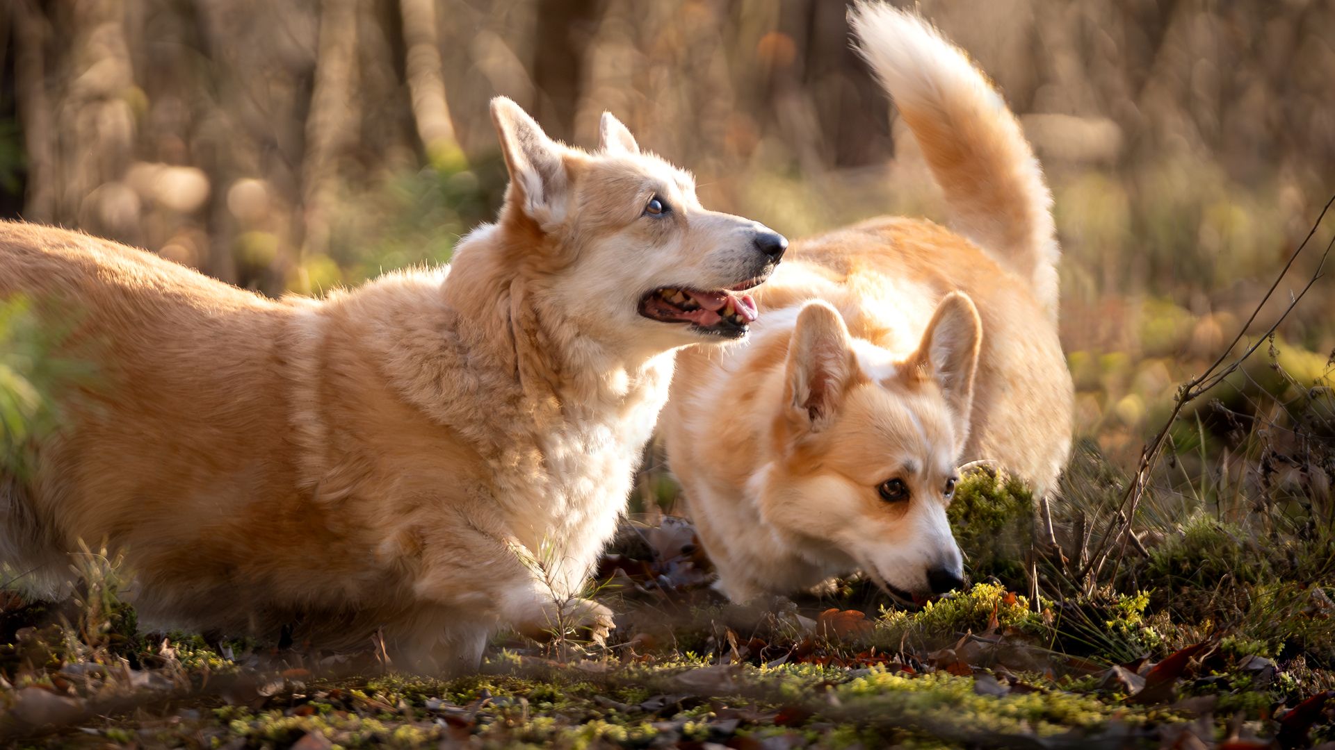 Heroic corgi leads epic escape as seven stolen dogs journey 17km home