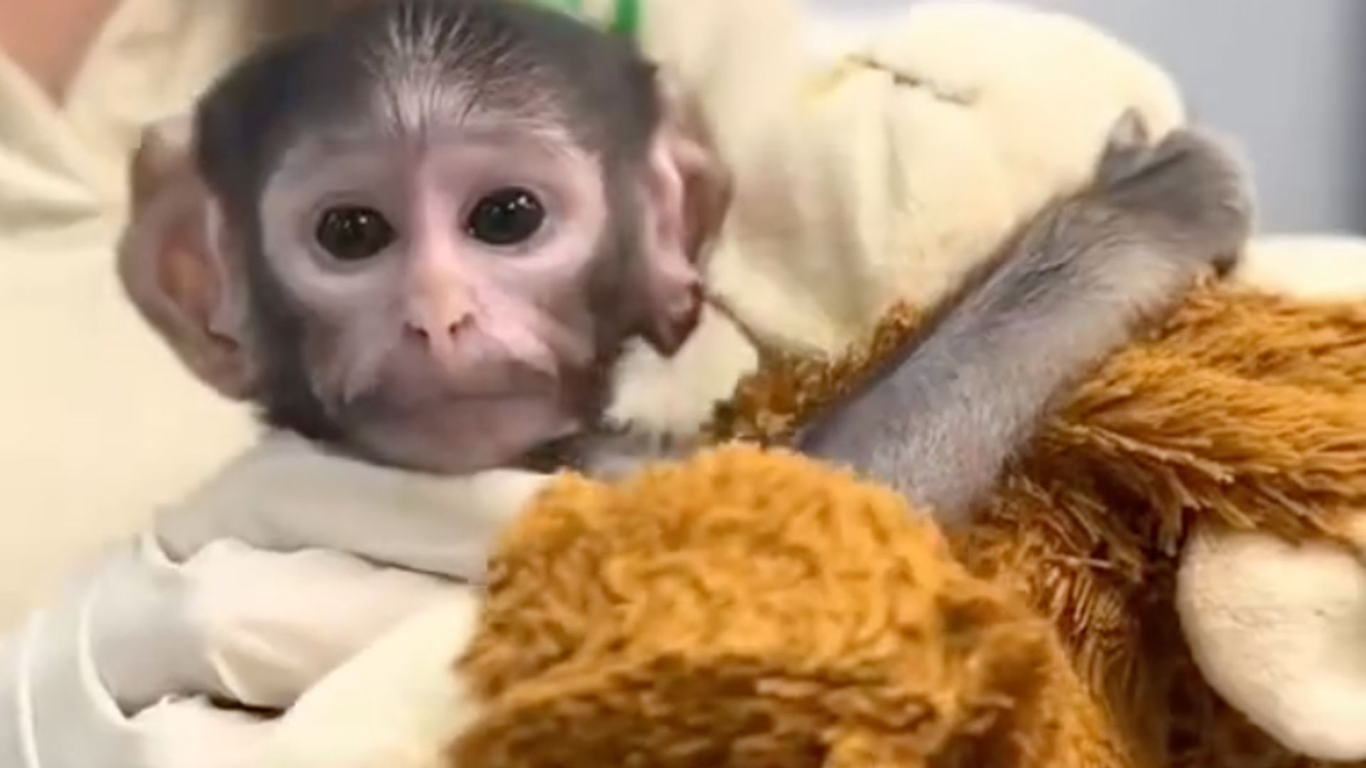 Baby monkey in Mexico goes viral: Yuji’s teddy bear attachment draws comparisons to Japan’s ‘Punch’ monkey