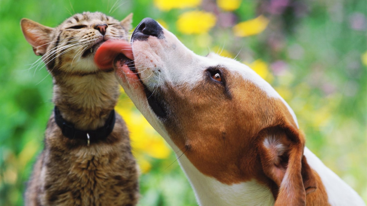 https://www.hola.com/us/horizon/landscape/70ef984fa098-brown-and-white-dog-licking-tabby-cat.jpg?im=Resize=(1200)